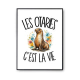 Poster Les otaries c'est la vie